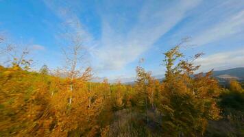 Aerial view of a bright autumn forest on the slopes of the mountains video