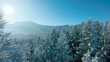 Winter in the mountains. Aerial view of the snow-covered coniferous forest on the slopes of the mountains and the river in the valley video