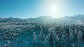 inverno dentro a montanhas. aéreo Visão do a coberto de neve conífero floresta em a declives do a montanhas e a rio dentro a vale video