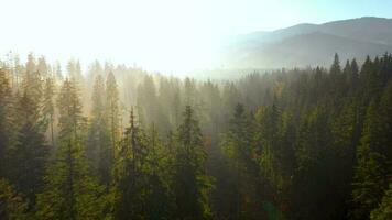 ver desde el altura de montañas cubierto con conífero bosque y Mañana niebla. místico otoño montaña paisaje video