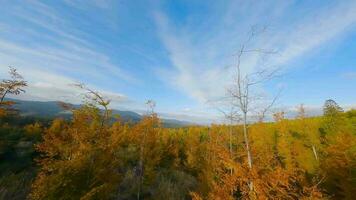 Aerial view of a bright autumn forest on the slopes of the mountains video