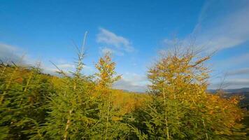 antenne visie van een helder herfst Woud Aan de hellingen van de bergen video