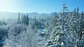 Winter in the mountains. Aerial view of the snow-covered coniferous forest on the slopes of the mountains and the river in the valley video