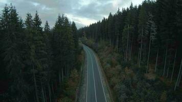 wunderbar Herbst Landschaft. fliegend Über das Straße unter enorm Tanne Bäume, Berge sind sichtbar im das Hintergrund video