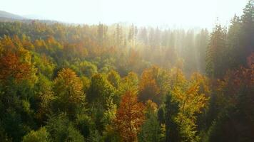 View from the height of mountains covered with coniferous forest and morning fog. Mystical autumn mountain landscape video