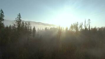 View from the height of mountains covered with coniferous forest and morning fog. Mystical autumn mountain landscape video