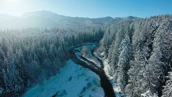 Winter in the mountains. Aerial view of the snow-covered coniferous forest on the slopes of the mountains and the river in the valley video