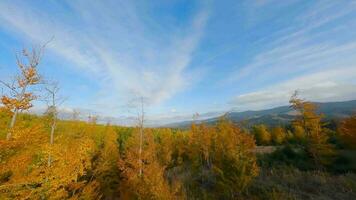 Aerial view of a bright autumn forest on the slopes of the mountains video