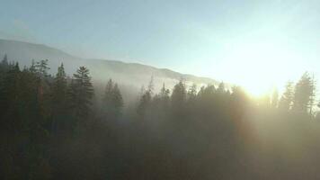 View from the height of mountains covered with coniferous forest and morning fog. Mystical autumn mountain landscape video