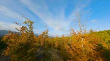 antenne visie van een helder herfst Woud Aan de hellingen van de bergen video