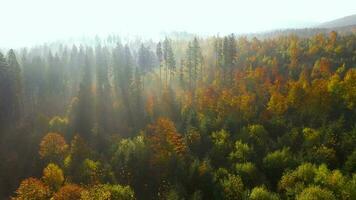 View from the height of mountains covered with coniferous forest and morning fog. Mystical autumn mountain landscape video