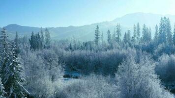 Winter in the mountains. Aerial view of the snow-covered coniferous forest on the slopes of the mountains and the river in the valley video