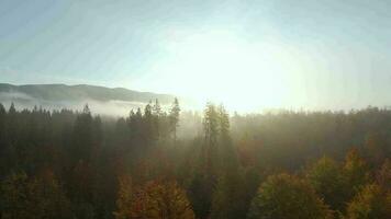 View from the height of mountains covered with coniferous forest and morning fog. Mystical autumn mountain landscape video