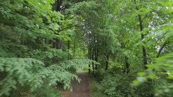 Smooth flight between the trees close to branches in a fabulous spring forest video