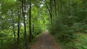 lisse vol entre le des arbres proche à branches dans une fabuleux printemps forêt video