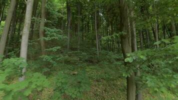 glatt Flug zwischen das Bäume schließen zu Geäst im ein fabelhaft Frühling Wald video