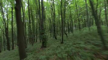 glatt Flug zwischen das Bäume schließen zu Geäst im ein fabelhaft Frühling Wald video