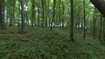 lisse vol entre le des arbres proche à branches dans une fabuleux printemps forêt video