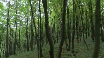 glad vlucht tussen de bomen dichtbij naar takken in een fantastisch voorjaar Woud video