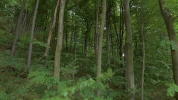 Smooth flight between the trees close to branches in a fabulous spring forest video