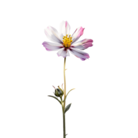 cosmos flower isolated on transparent background cutout. png
