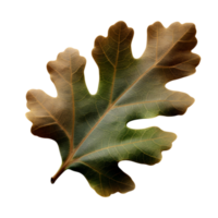 Fall oak leaf, generative ai generated png