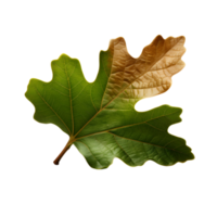 half dry Green oak leaf, generative ai generated png