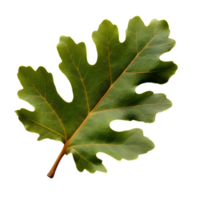 verde carvalho folha, generativo ai gerado png