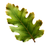 Green oak leaf turn dry, generative ai generated png