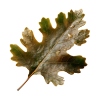 Fall oak leaf with water drops, generative ai generated png