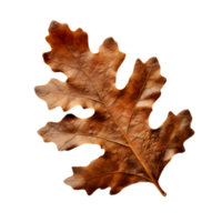 dry oak leaf, generative ai generated png