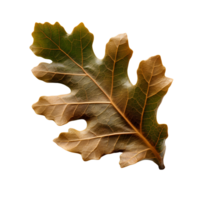 herfst eik blad, generatief ai gegenereerd png