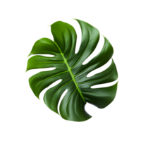 Monstera Deliciosa leaf, creative design element, generative ai generated png