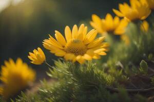 Yellow daisy flowers in the garden at sunset. Selective focus. photo