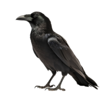 Crow isolated on Transparent background, generate ai png