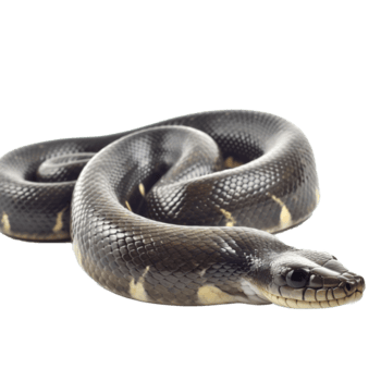 serpente isolado em transparente fundo, digital arte, png imagens, isolado em uma transparente fundo, generativo ai