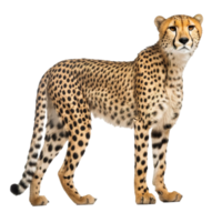 leopardo aislado en transparente fondo, generar ai png