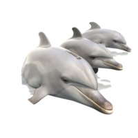 Dolphin isolated on transparent background, generate ai png