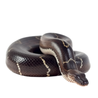 serpiente aislado en transparente fondo, digital arte, png imágenes, aislado en un transparente fondo, generativo ai