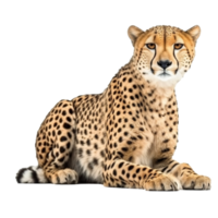Cheetah isolated on Transparent background, generate ai png