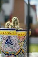 Cute cactus in a pot in Boise Idaho photo