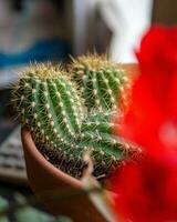 Cactus in a pot in Bend Oregon photo