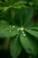 cerca arriba de agua gotas en un hoja foto