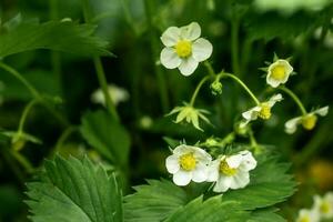 close up of white flowers photo