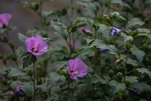 Flowers in the garden in Ukraine at sunset photo