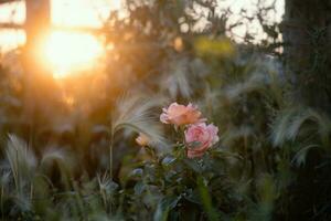flores en el jardín en Ucrania a puesta de sol foto
