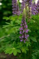 close up of purple flowers photo