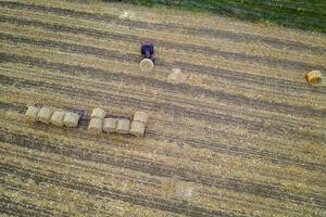 la vista aérea desde el dron hasta el tractor recoge pacas de heno después de cosechar en un campo de trigo. foto