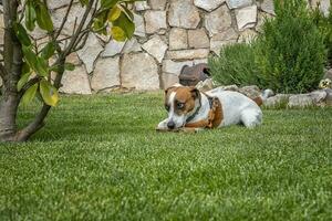 Puppy purebred jack Russell terrier playing with a wooden stick on the green grass in the garden photo