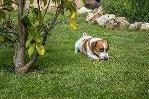 perrito de pura raza Jack Russell terrier jugando con un de madera palo en el verde césped en el jardín foto